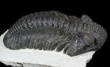 Large, Drotops Trilobite - Issoumour, Morocco #45606-4